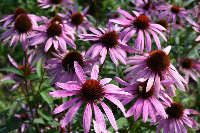 Echinacea Medical Coneflower Plants in Garden Stock Image Image of