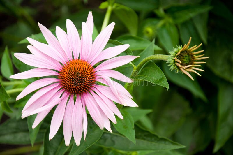 Echinacea a Medicinal Plant, Stock Photo Image of medicine