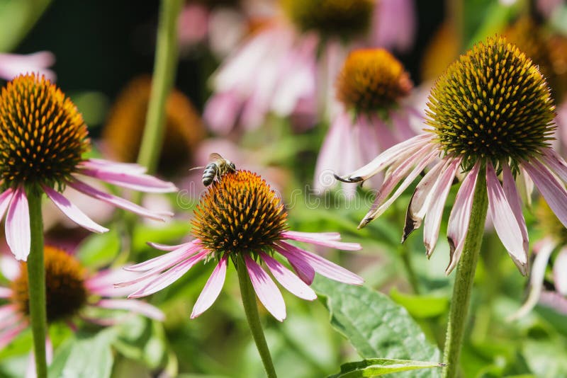 Echinacea medicinal plant. stock photo. Image of garden 80859310