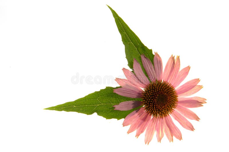 Echinacea purpurea