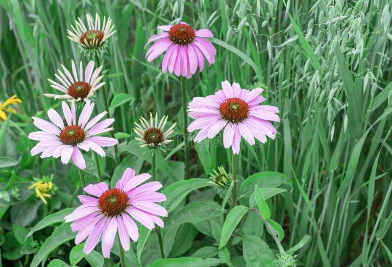 Echinacea Purpurea Bloom Eastern Purple Coneflower or Purple Coneflower