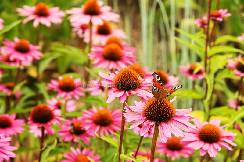 Echinacea purpurea