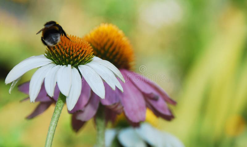 Echinacea purpurea con l'ape fotografie stock Echinacea purpurea con l'ape fotografie stock