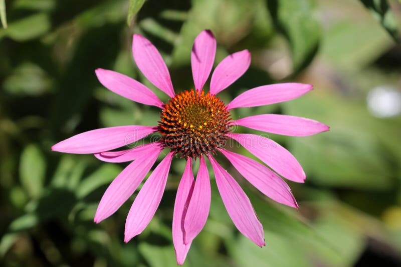 Echinacea Purpurea, Coneflower Porpora Fotografia Stock - Immagine di ...