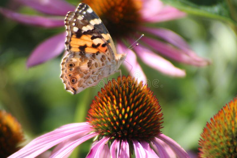 Echinacea Purpurea or eastern purple coneflower in the garden with purple flowers and lot of insects like bees and butterflies