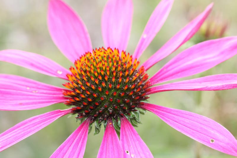 Echinacea Purpurea, Light Pink Healing Herb Stock Photo Image of