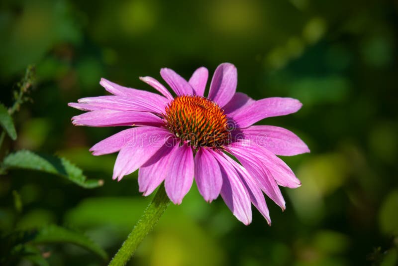 Echinacea Purpurea, Pink Healing Herb Stock Photo Image of gardening