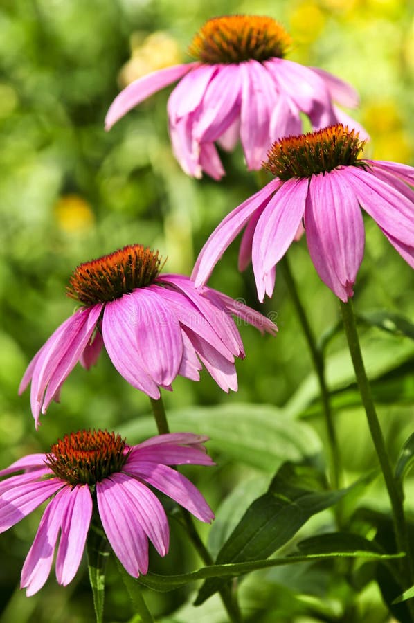 Echinacea purpurea plant stock image. Image of flowers 6191539