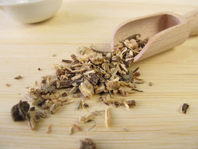 Echinacea Root, Echinaceae Angustifoliae Radix Stock Image Image