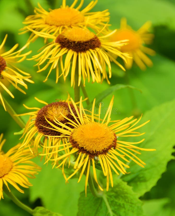 Echinacea è un genere o un gruppo di piante erbacee da fiore immagini stock