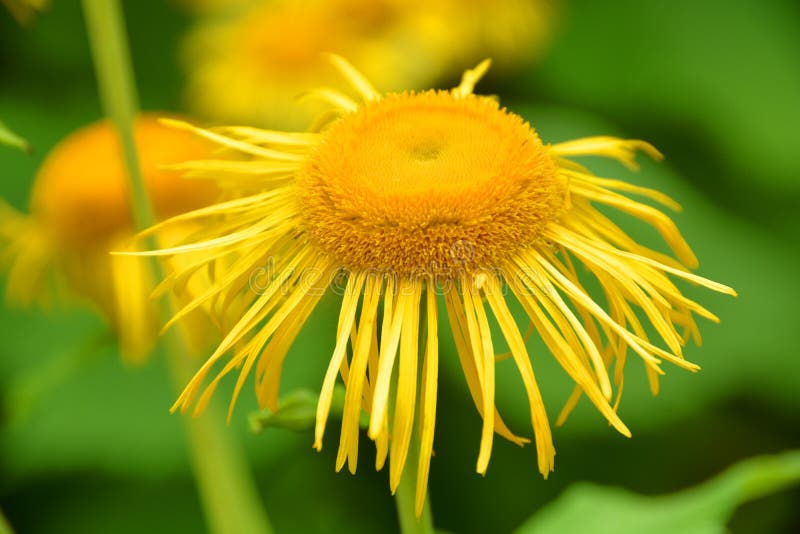 Echinacea è un genere o un gruppo di piante erbacee da fiore fotografia stock