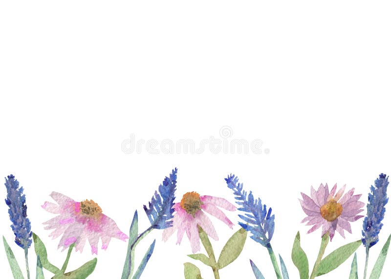 Echinaceaangustifolia en banner van de lavendel de purpere waterverf van roze die Echinacea-bloemen op witte achtergrond worden g stock illustratie Echinaceaangustifolia en banner van de lavendel de purpere waterverf van roze die Echinacea-bloemen op witte achtergrond worden g stock illustratie