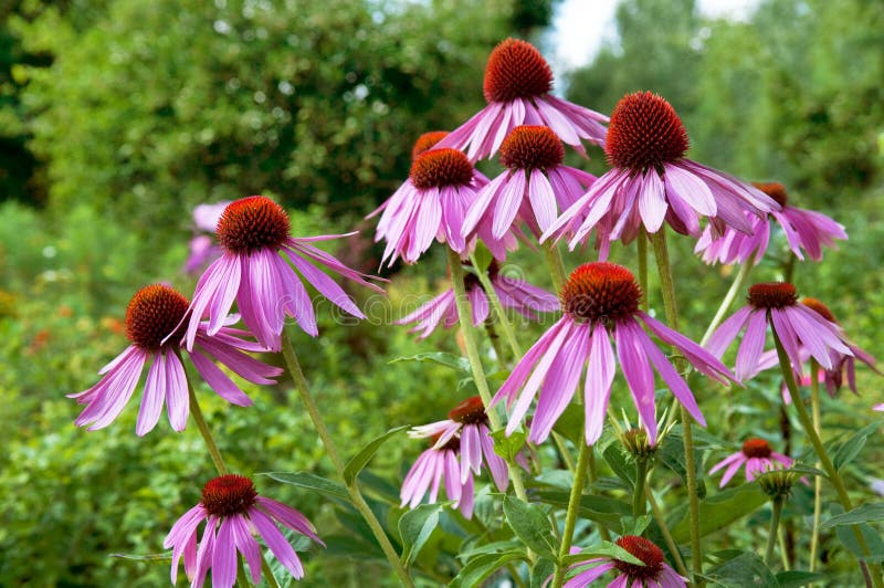 Close up of pink Echinacea flowers on nature green background, selective focus, horizontal. Close up of pink Echinacea flowers on nature green background, selective focus, horizontal