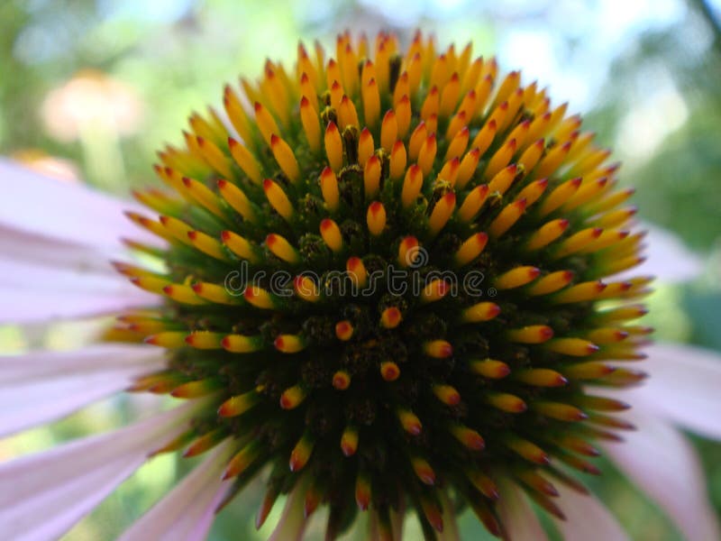 Echinaceablomma mot mjuk f?rgrik bokehbakgrund Rosa Echinaceablomma i trädgården V?xt- v?xt Echinacea Purpurea royaltyfria foton Echinaceablomma mot mjuk f?rgrik bokehbakgrund Rosa Echinaceablomma i trädgården V?xt- v?xt Echinacea Purpurea royaltyfria foton