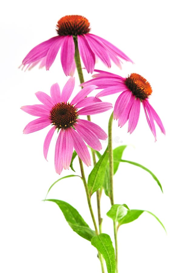 Blooming medicinal herb echinacea purpurea or coneflower isolated on white background. Blooming medicinal herb echinacea purpurea or coneflower isolated on white background