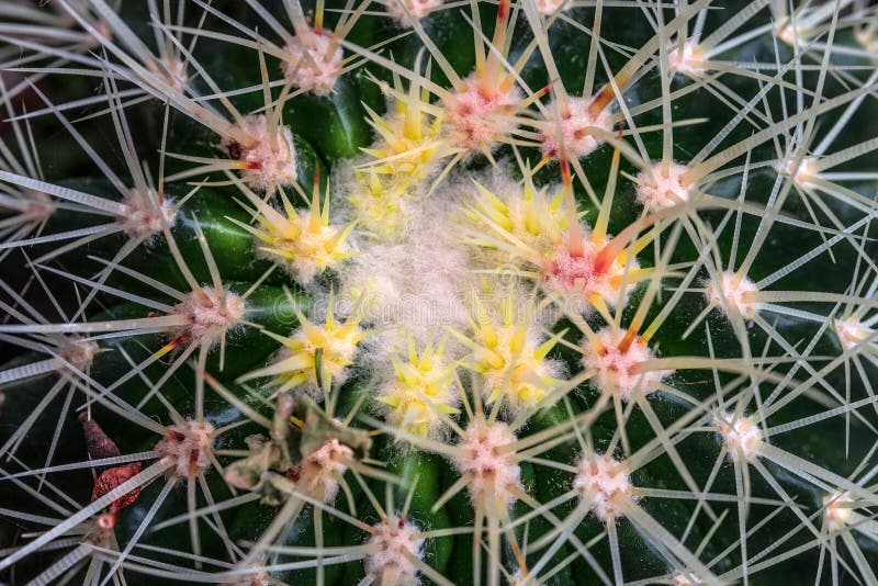 Echinocactus detailed closeup background royalty free stock photos