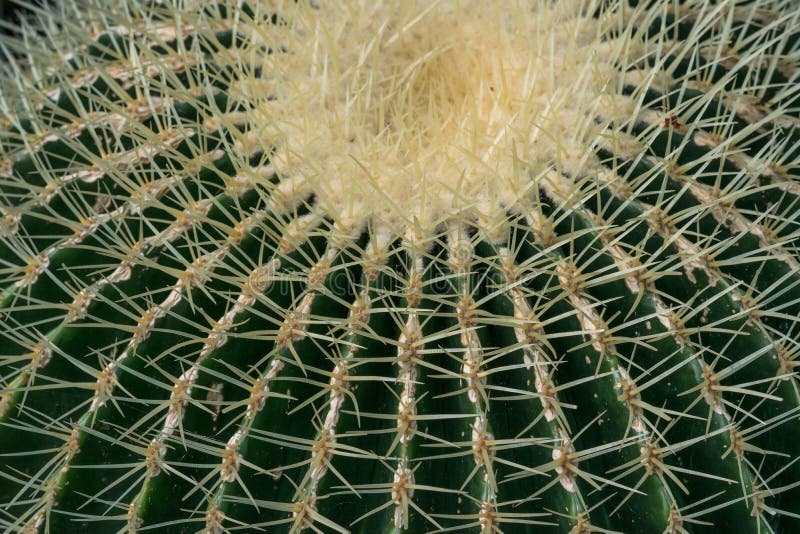 Echinocactusgrusonii, Cactaceae, Gouden vatcactus royalty-vrije stock afbeelding Echinocactusgrusonii, Cactaceae, Gouden vatcactus royalty-vrije stock afbeelding