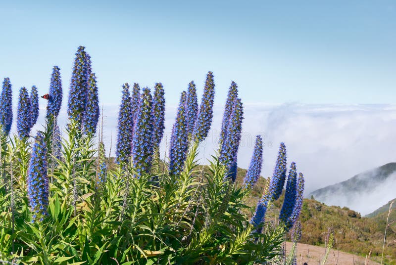 Echium candicans plant on mountais, purple blossom