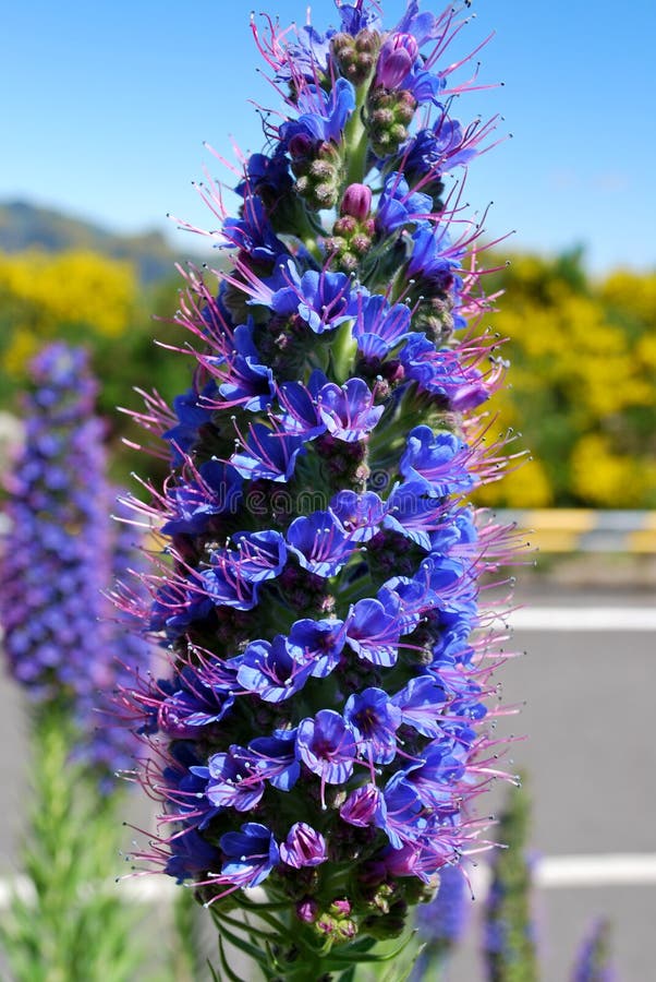 Echium nervosum in Madeira island