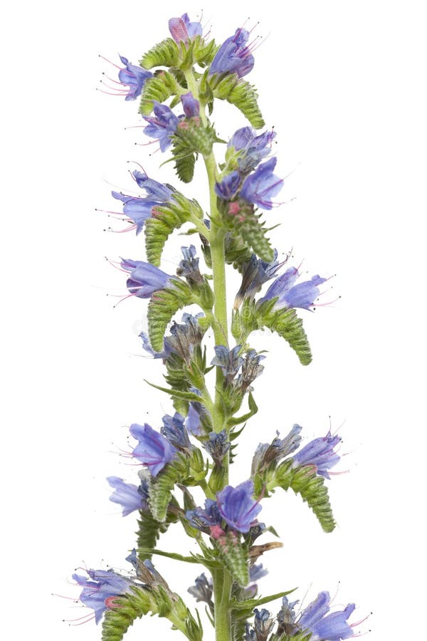 Echium vulgare