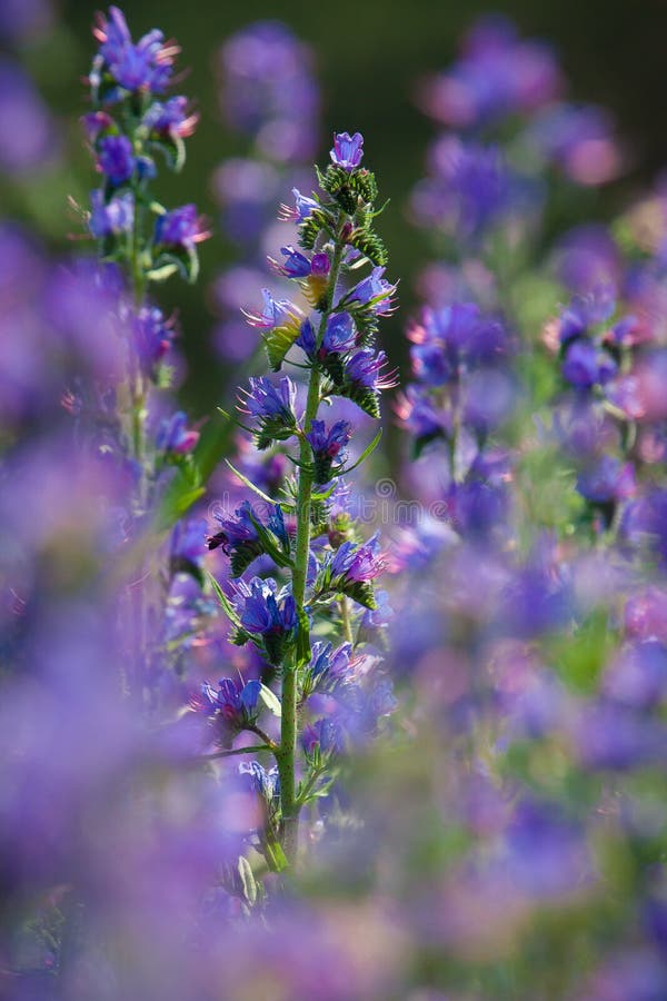 Echium vulgare