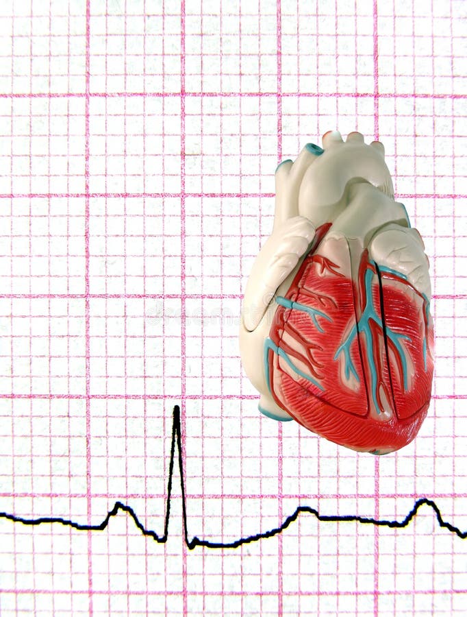 Echt electrocardiogram met ModelHart royalty-vrije stock afbeeldingen Echt electrocardiogram met ModelHart royalty-vrije stock afbeeldingen