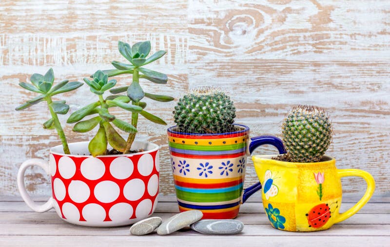 Real reused, recycled mugs as plant pots for succulents and cacti, alternative to plastic pots, sustainable garden concept. Real reused, recycled mugs as plant pots for succulents and cacti, alternative to plastic pots, sustainable garden concept