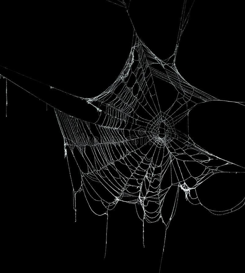 Echte met vorst bedekte spinnenweb
