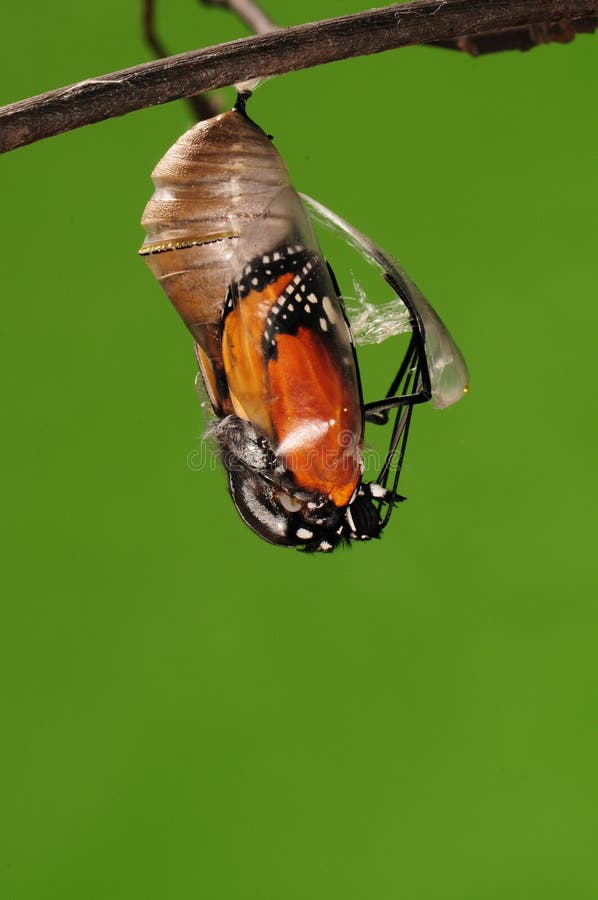 Eclosion (4/13)的进程钻出的蝴蝶尝试茧壳，从蛹把变成蝴蝶