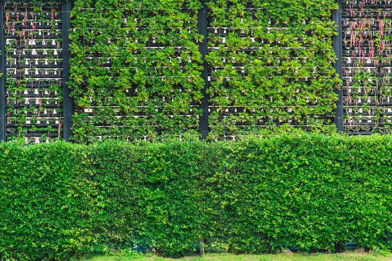 Eco et mur frais de nature verticale moderne de jardin image stock Eco et mur frais de nature verticale moderne de jardin image stock