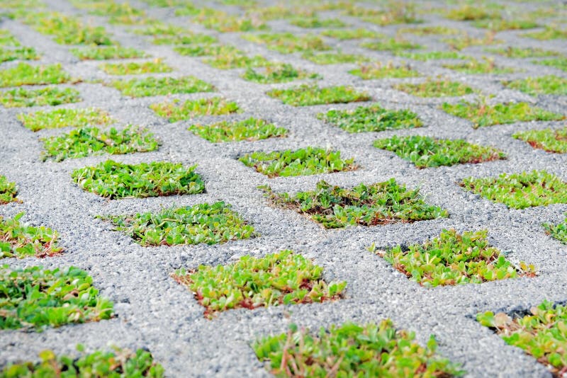 Eco friendly parking in modern city. Permeable pavement with grass growing through it. Environmentally friendly green parking