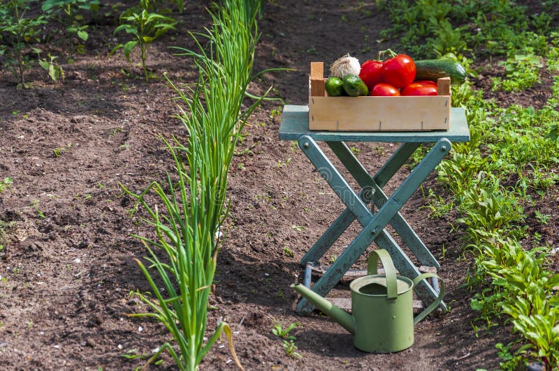 Eco Garden with Vegetables and Watering Can IV Stock Photo Image of