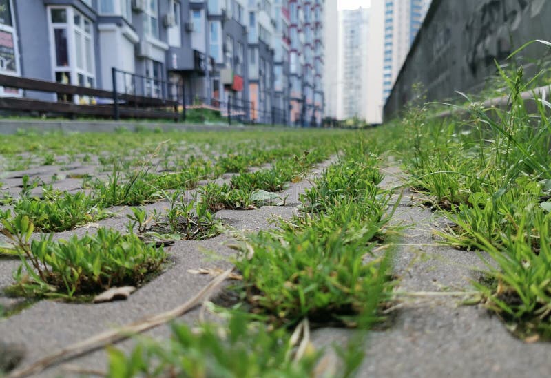 Eco Lawn, Green Grass Grows on an Eco Lawn in the City Stock Photo