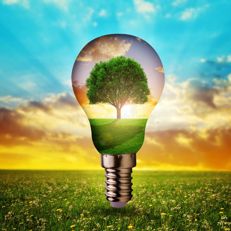Eco light bulb with tree inside at sunset. stock images