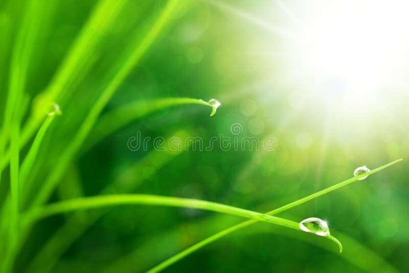 Eco natury tło z trawą, Sun i Waterdrops zdjęcia stock