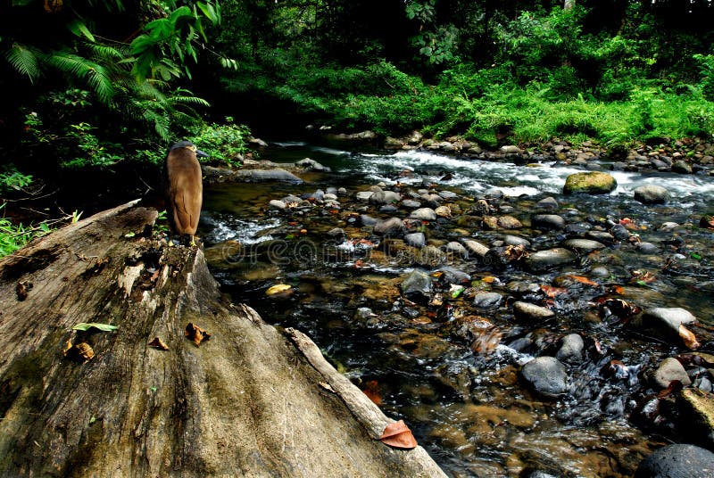 Eco river