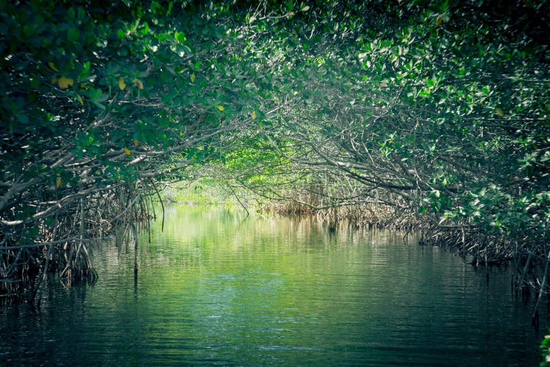 Eco-Tourism mangroves everglades stock photos Eco-Tourism mangroves everglades stock photos