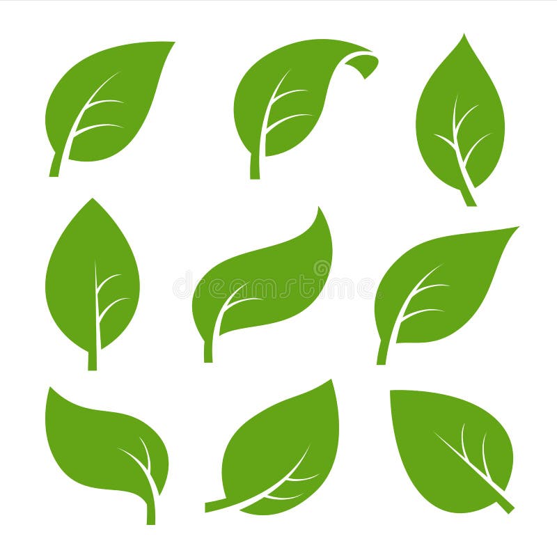 Eco green color leaf vector logo flat icon set. Isolated leaves shapes on white background. Bio plant and tree floral forest concept design. Eco green color leaf vector logo flat icon set. Isolated leaves shapes on white background. Bio plant and tree floral forest concept design