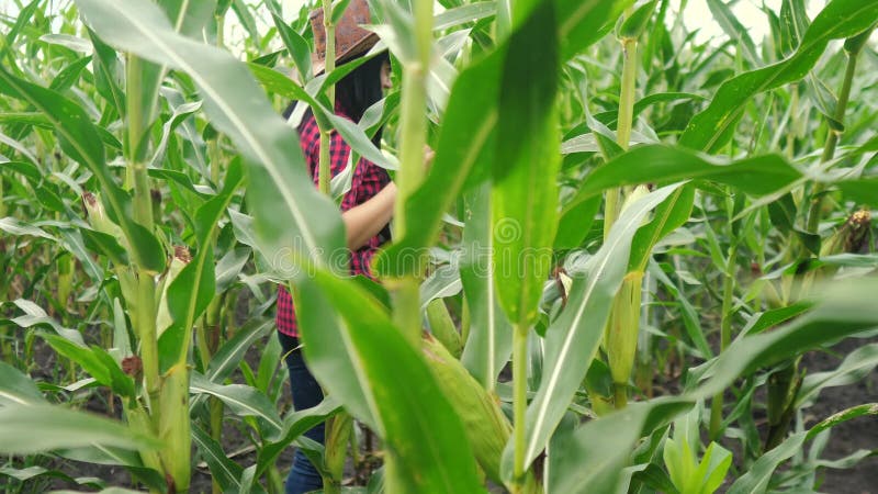 Ecoa inteligente a agricultura agricultura modelo vida agricultora pesquisadora de plantas colhendo sabugo de milho