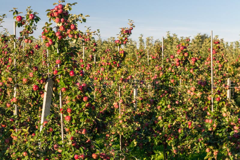 Ecological Apple Cultivation, Fruit Orchards Stock Photo Image of