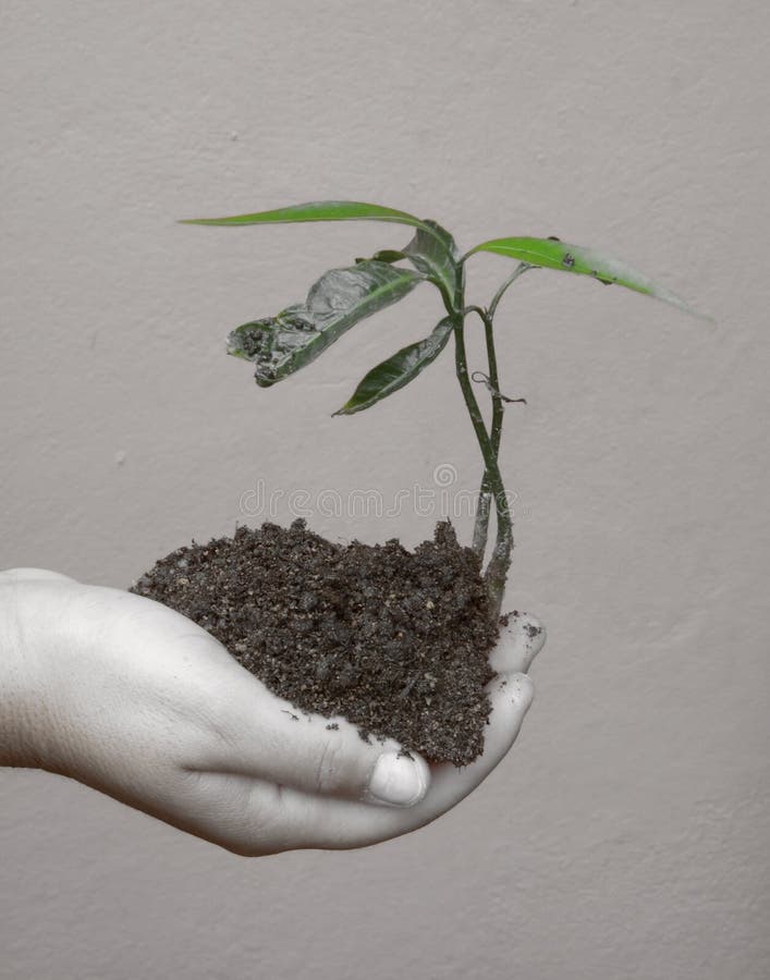 Ecological Conscience Stock Photo Image Of Palm Growth 2128452 Ecological Conscience Stock Photo Image Of Palm Growth 2128452