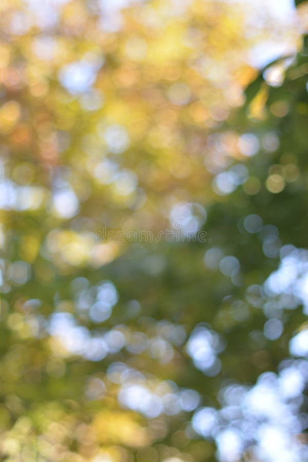 Eco Nature Autumn Background with Abstract Blurred Foliage Stock Photo -  Image of nature, sunlight: 141445338
