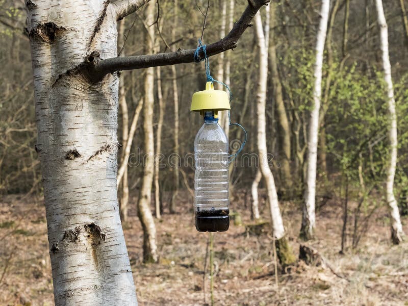 Ecological Olive Fly Trap, Plastic Bottle with Bait for Insects Hanging on  Tree Branch in Forest Stock Photo - Image of green, conservation: 178165646