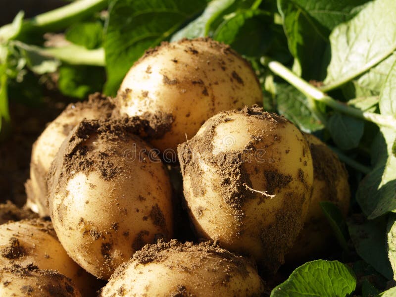Ecological potatoes royalty free stock photo