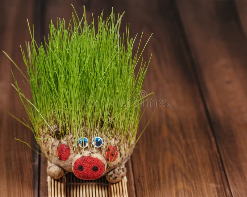 Ecological toy in the form of a pig with sprouted grass stock photography Ecological toy in the form of a pig with sprouted grass stock photography