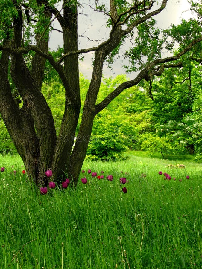 A superb looking meadow with bulb flowers in a park. A superb looking meadow with bulb flowers in a park