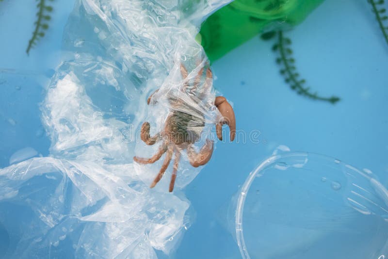 Small Crab Entangled in a Plastic Bag. Plastic Pollution of the Oceans