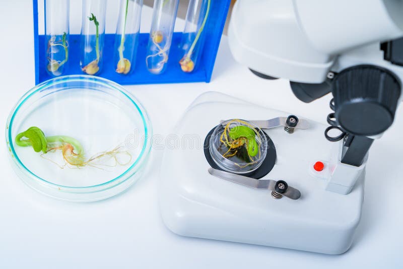 Ecology Laboratory Exploring New Methods of Plant Breeding Stock Photo
