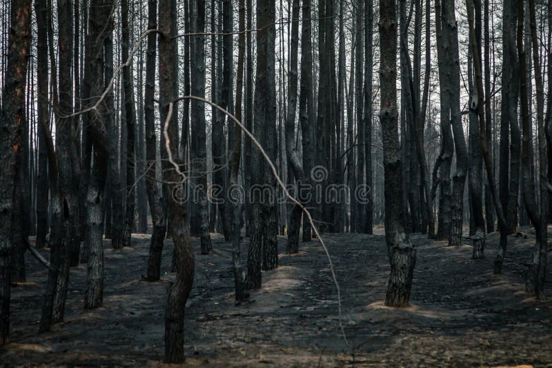 Ecology problems. . black dead forest after fire stock photos