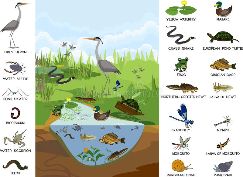 Ecosystem of pond with different animals birds, insects, reptiles, fishes, amphibians in their natural habitat.
